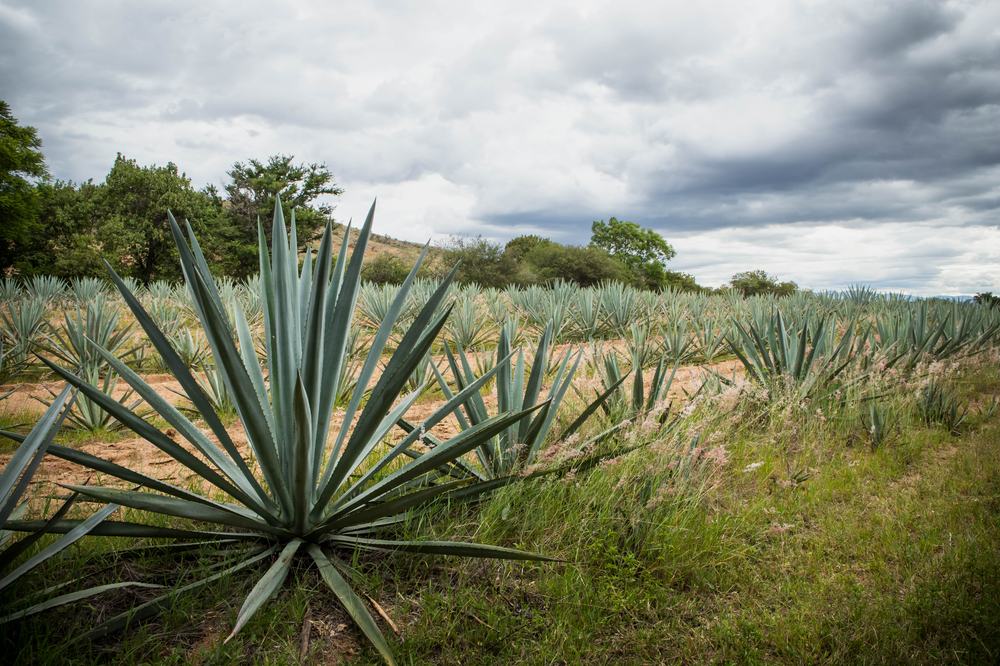 Agave field in Oaxaca's Central Valleys